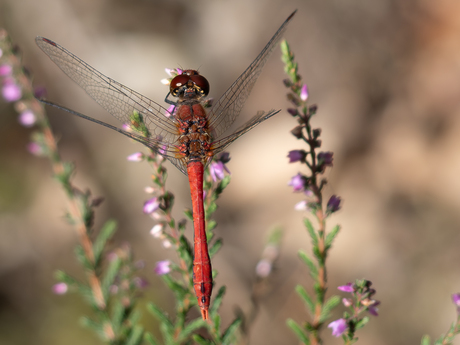 Bloedrode heidelibel