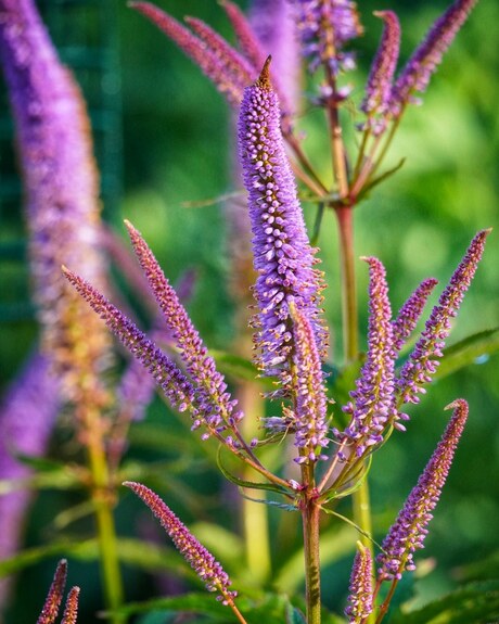 Veronicastrum sibiricum "Red Arrows"