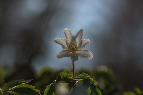 bosanemoontje in het licht