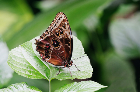 Gesloten morpho peleides