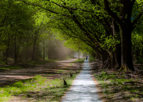 veluwe bos