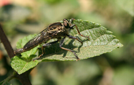 Black eyed fly