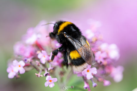 Hommel