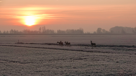 Reeën in het veld.