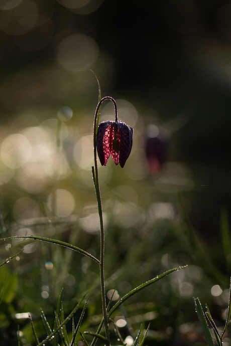 de kievitsbloem