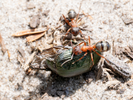 de één z'n dood.......