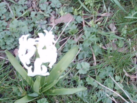 De witte bloemen