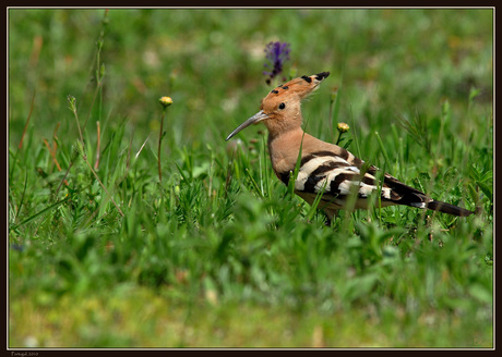 Gevleugelde Portugeese vriendjes - Hop