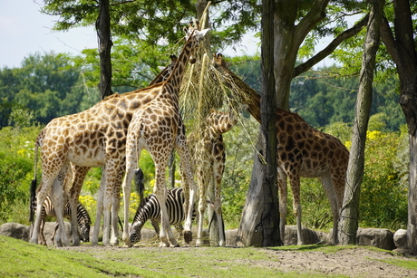 Wildlands Emmen