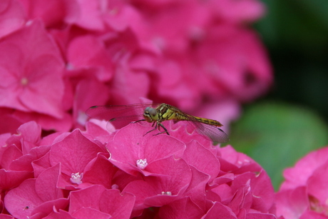 Libelle op een hortensia