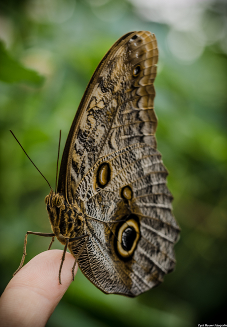 Butterfly resting on a finger