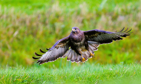 Buizerd