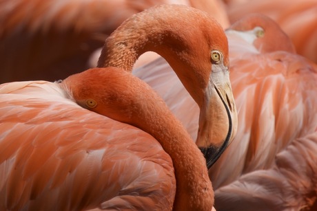 Roze Flamingo 