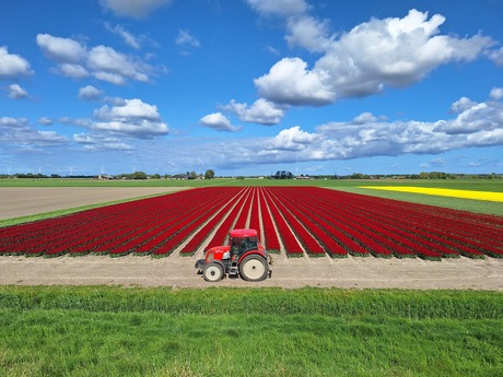 Tulpen met tractor 