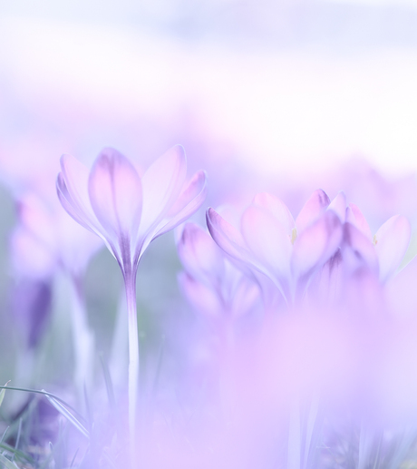 Pastel crocus... 