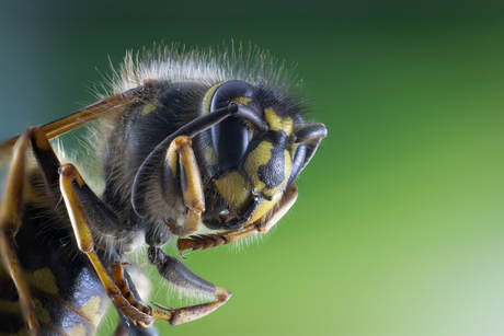 Focus stacking 2