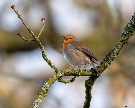 De vroege zanger van Ekenstein.