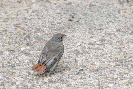 Zwarte roodstaart  weer terug.