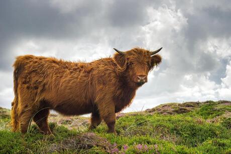 Schotse hooglander op Texel