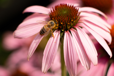 Bij op Echinacea