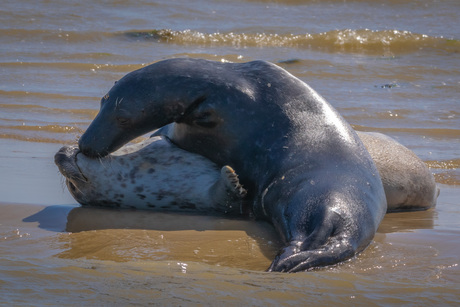 Stelletje Zeehonden