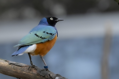 Driekleurige glansspreeuw