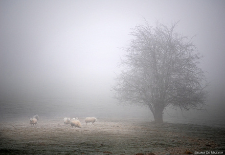 Verschijning in de mist