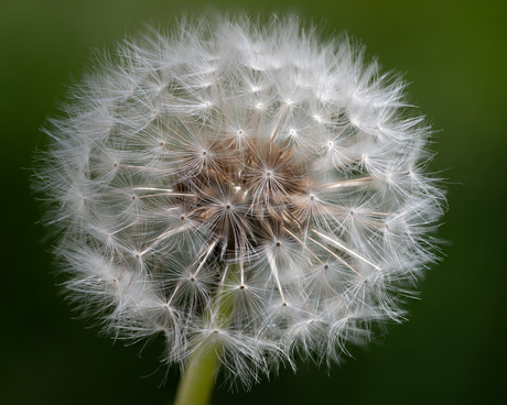 Paardebloem Focusstack 