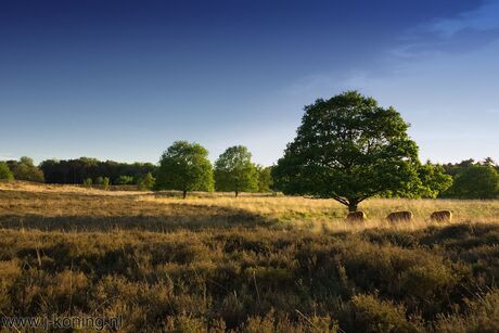 Gasterse Duinen