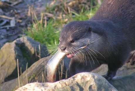 otter