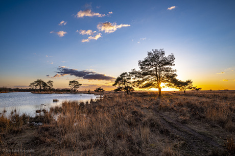 Dwingelderveld 