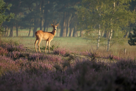 Reebok op de purperen heide