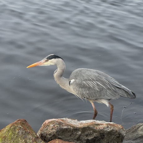 Reiger in aktie