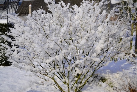 Besneeuwde struik