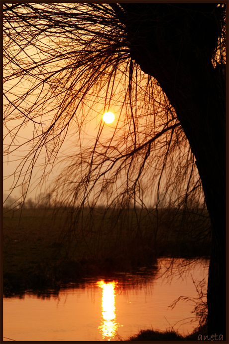 Oranje zalm