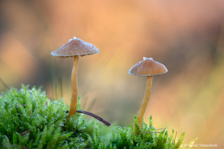 Mosklokjes met rijp randje