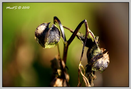 Herfst