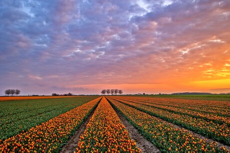 Er gaat niets boven....tulpenvelden in Groningen. 