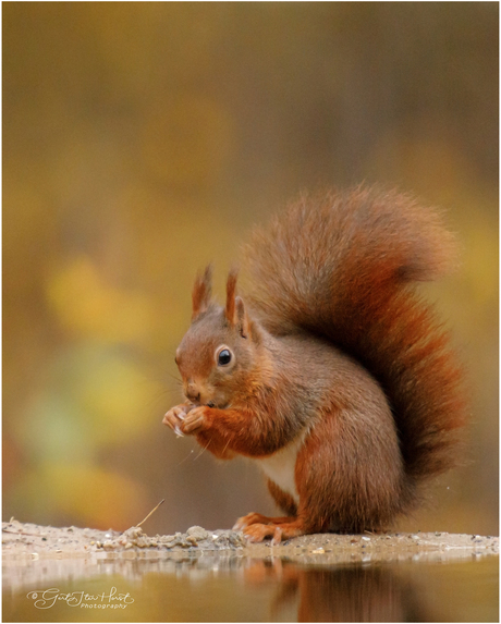 Herfstkleuren