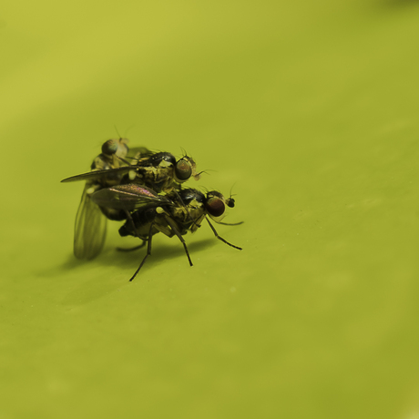 Tweevleugelige vlieg