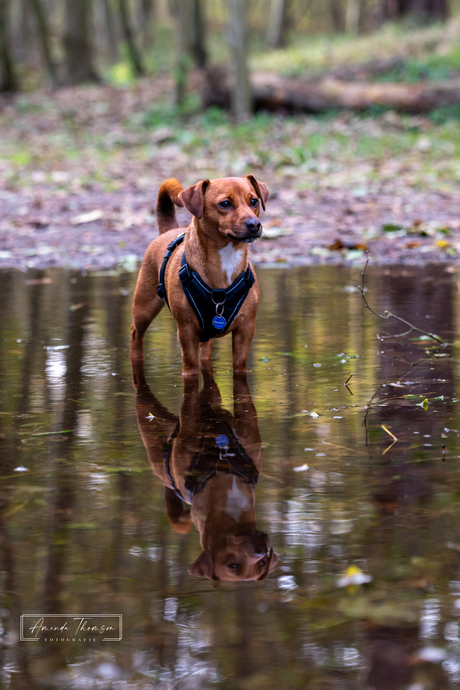 Having fun in the woods