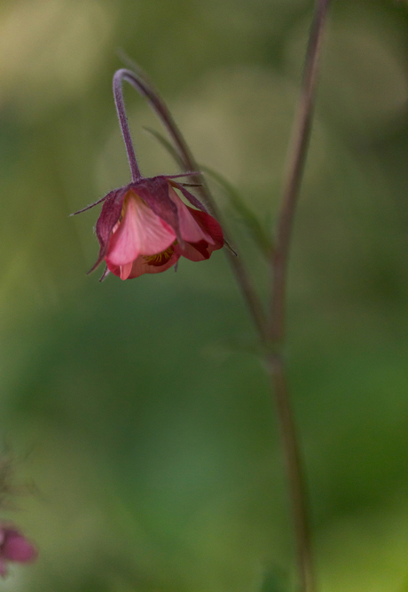 Een bloemetje in de tuin.