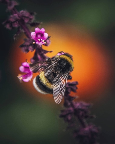 Bee the Light
