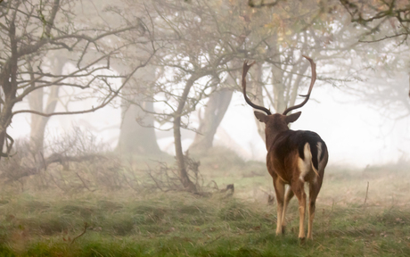 damhert in de mist