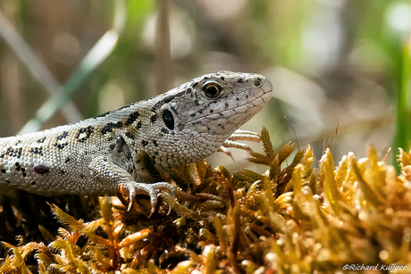 Zandhagedis (Lacerta agilis)