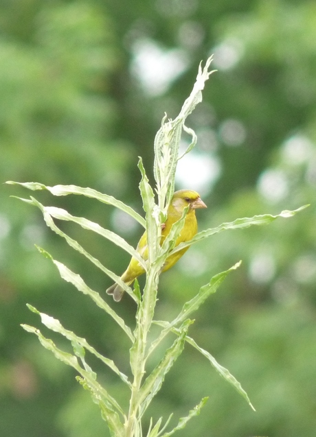 Groenling in het groen