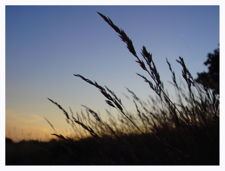 Avond op Kootwijkerzand