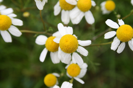 Lentebloemen