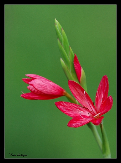 zuidafrikaanse iris