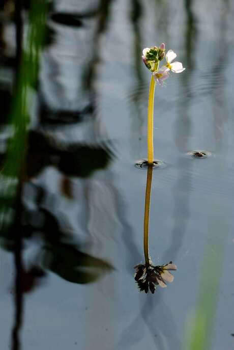 bloem van een waterlelie